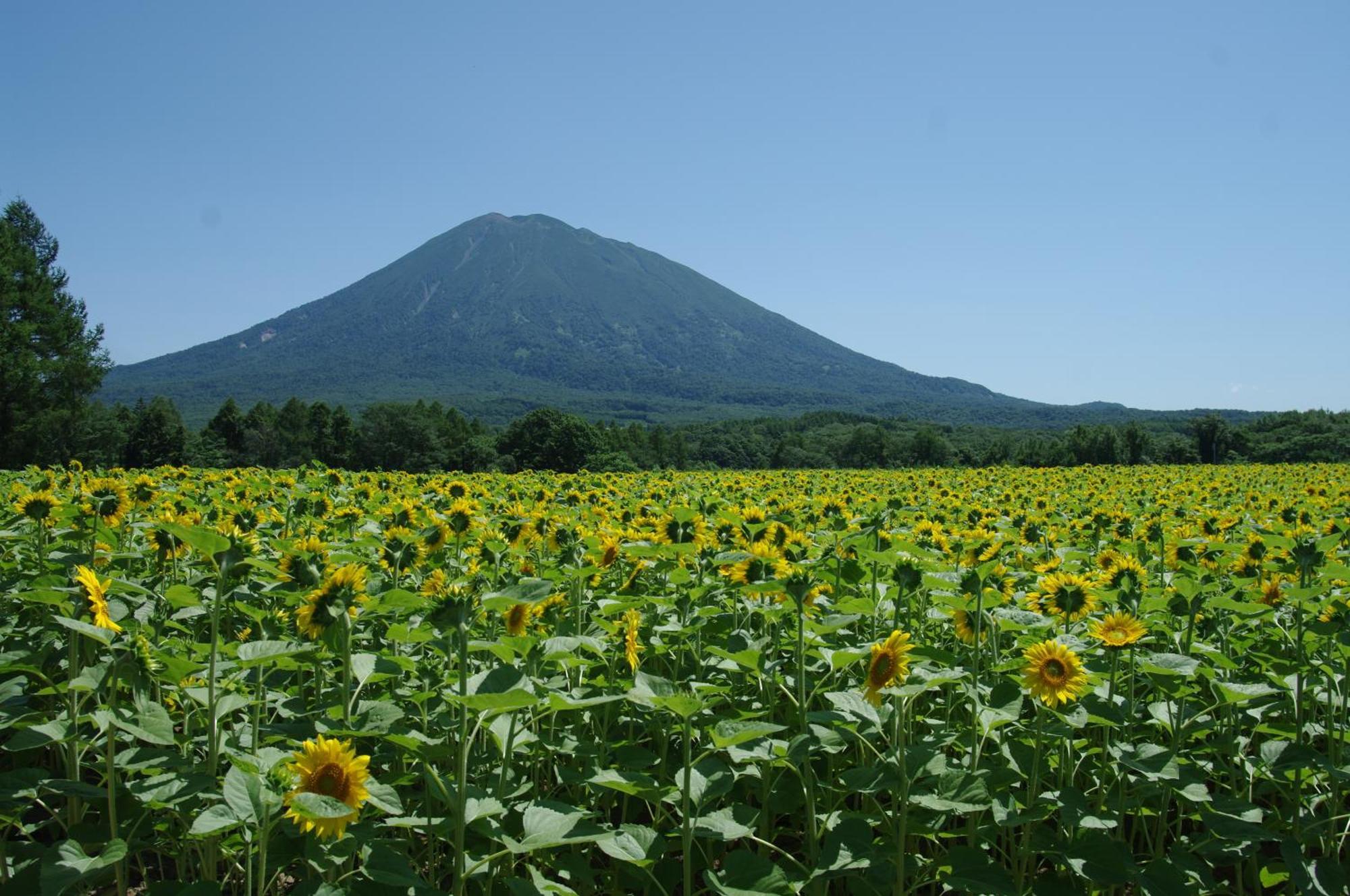 Niseko Izumikyo Villa Kutchan Eksteriør billede